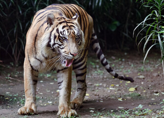 Obraz premium Dangerous Encounter With Sumatran Tiger on Jungle Path.