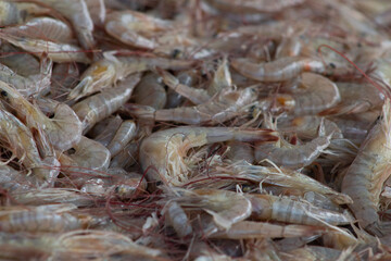 fresh shrimp on the market