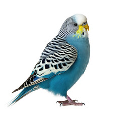 Blue crested Budgerigar, seen from the side, placed on transparent backround. - obrazy, fototapety, plakaty