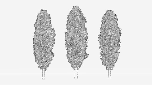 black poplar tree outline. poplar tree line drawing. poplar tree line art