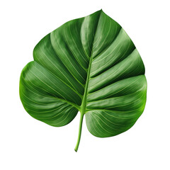 Asias tropical leaves depicted on transparent backround with included clipping path.
