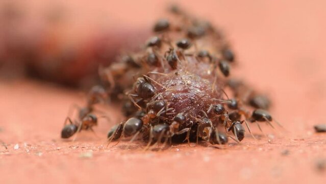 Wild ants eat the flesh of an earthworm, predators