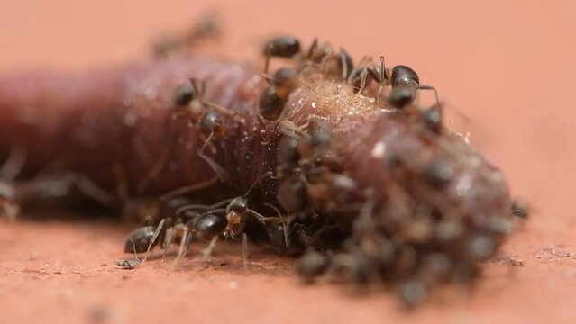 Ants eating an earthworm, close-up, selective focu