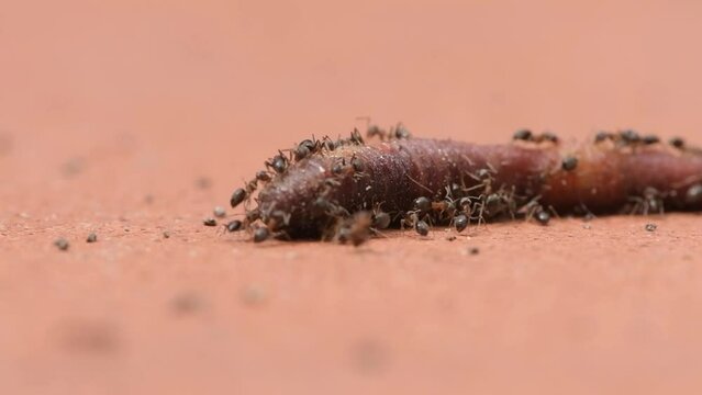 Dead earthling devoured by ants, predators in natu