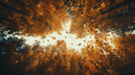 A forest canopy during fall with leaves. Bottom view. Generative AI