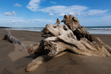 A&ntilde;osas ra&iacute;ces de un &aacute;rbol en la playa