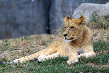 lion cub in the grass