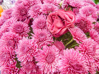 Beautiful Natural Flowers in botanic garden