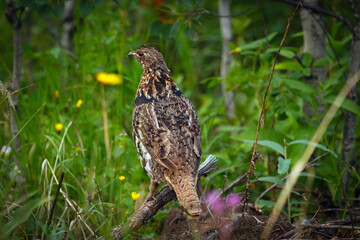 Ruffed grouse perched on the tree log in the summer forest.