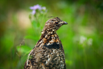 Portrait of female Ruffed grouse in the green grass and flowers.
