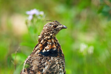Portrait of female Ruffed grouse in the green grass and flowers.