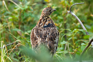 Ruffed grouse perched on the tree log in the summer forest.