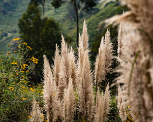 Campamento en los Andes de Lima, Peru