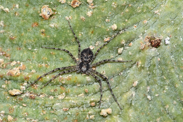 Running Crab Spider
