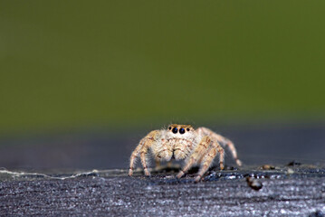 Emerald Jumping Spider (Paraphidippus aurantius)