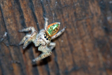 Emerald Jumping Spider (Paraphidippus aurantius)