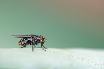 Fly on agave cactus