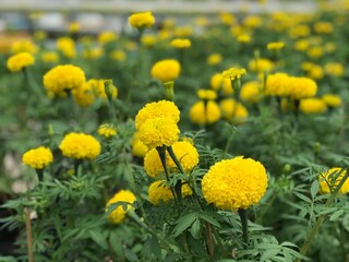 Marigold flowers in the garden