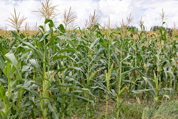 Close up of corn field