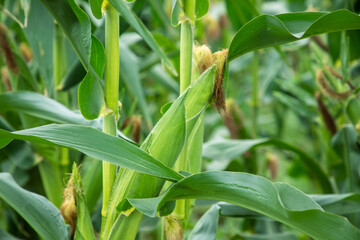 Obraz premium Close up of corn field