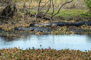 American alligators enjoying the heat from the sun on the bank of the lake in Florida
