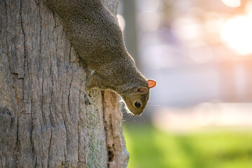 Beautiful wild gray squirrel climbing tree trunk in summer town park