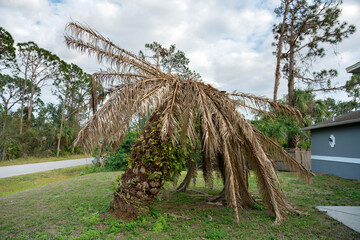 Dead palm tree with dry branches on Florida home backyard. Tree removal concept