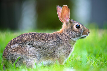 Fototapeta premium Grey small hare eating grass on summer field. Wild rabbit in nature