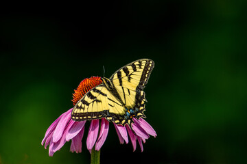 Canadian Tiger Swallowtail on Echinacea 