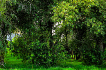 Obraz premium Bosque verde