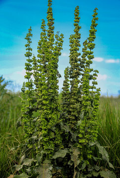 Hierva  verde