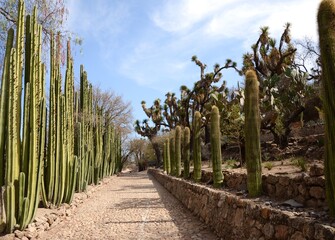 Botanical gardens in Mexico with a cacti-lined path. 