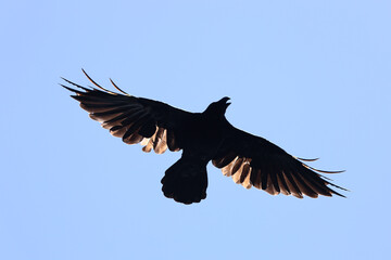 Jungle Crow in flight in the blue sky