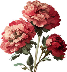 Carnation Flower, Carnation, Flower, color carnation flowers vector illustration