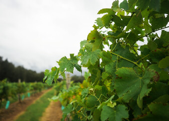 Grapevines in a vineyard on a cloudy day
