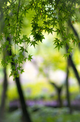 京都 晩夏の祇王寺を彩る美しいもみじの新緑