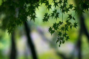 京都 晩夏の祇王寺を彩る美しいもみじの新緑