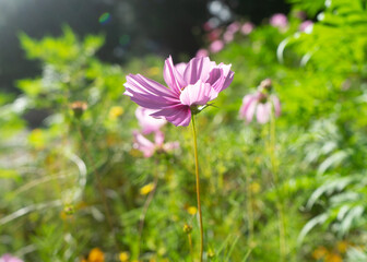 Obraz na płótnie Canvas Purple wild flower blooming in a meadow