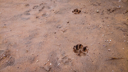 footprint on sand