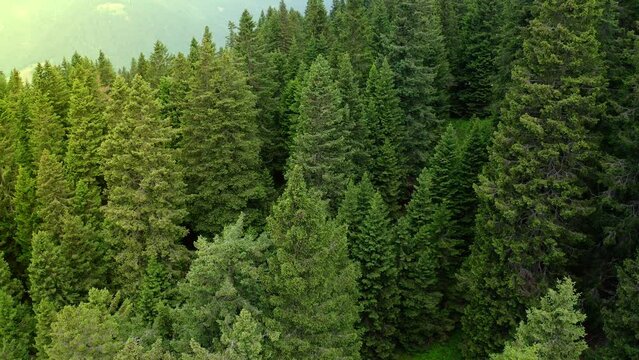 aerial view of a fir forest in Trentino