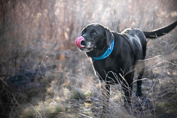 Senior Dog Licking His Nose