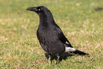 Australian Pied Currawong perched on the ground
