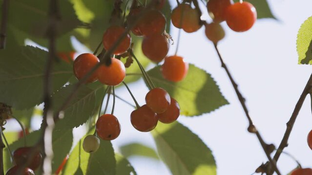 Slow motion video of cherries on a tree with branches of green leaves on a bright Summer day. Nr.1