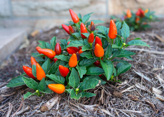 Red chilli peppers growing in a vegetable garden