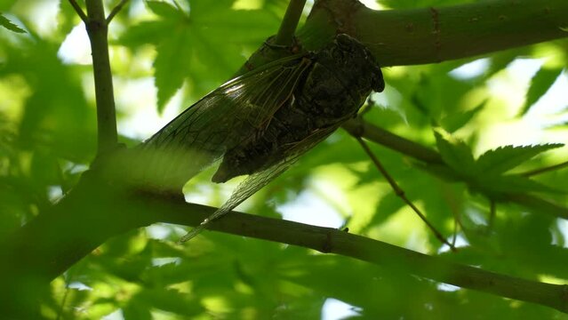 鳴いていた蝉が飛び立つ
