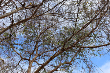 winter branches of tree against blue sky