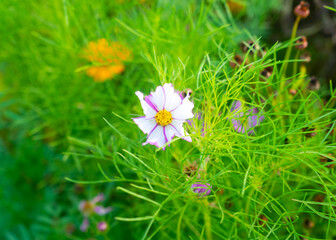 White and purple wildflower