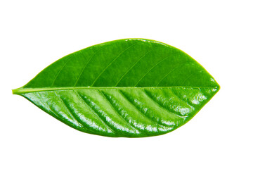 Naklejka na ściany i meble Green leaves, Small green foliage isolated on white background