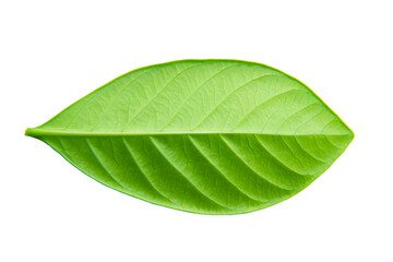 Fototapeta na wymiar Back green leaves, Small green foliage isolated on white background