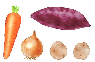 Autumn vegetables (carrots, onions, sweet potatoes, potatoes) set drawn with digital watercolor